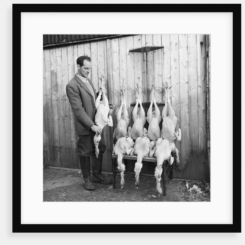 Turkeys at Ballafletcher, Isle of Man by Manx Press Pictures