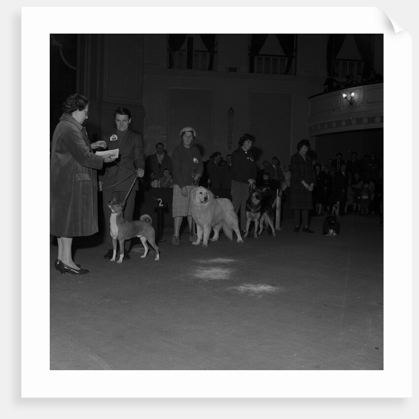 Dog show, Villa Marina, Douglas by Manx Press Pictures