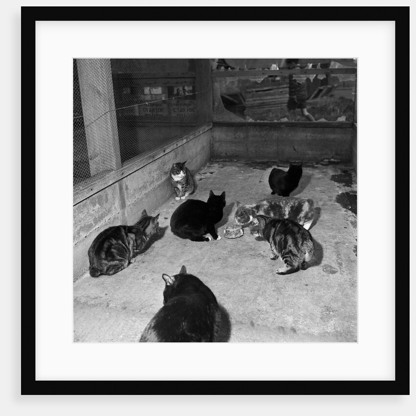 Manx cats at Knockaloe Experimental Farm by Manx Press Pictures