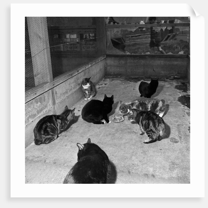 Manx cats at Knockaloe Experimental Farm by Manx Press Pictures
