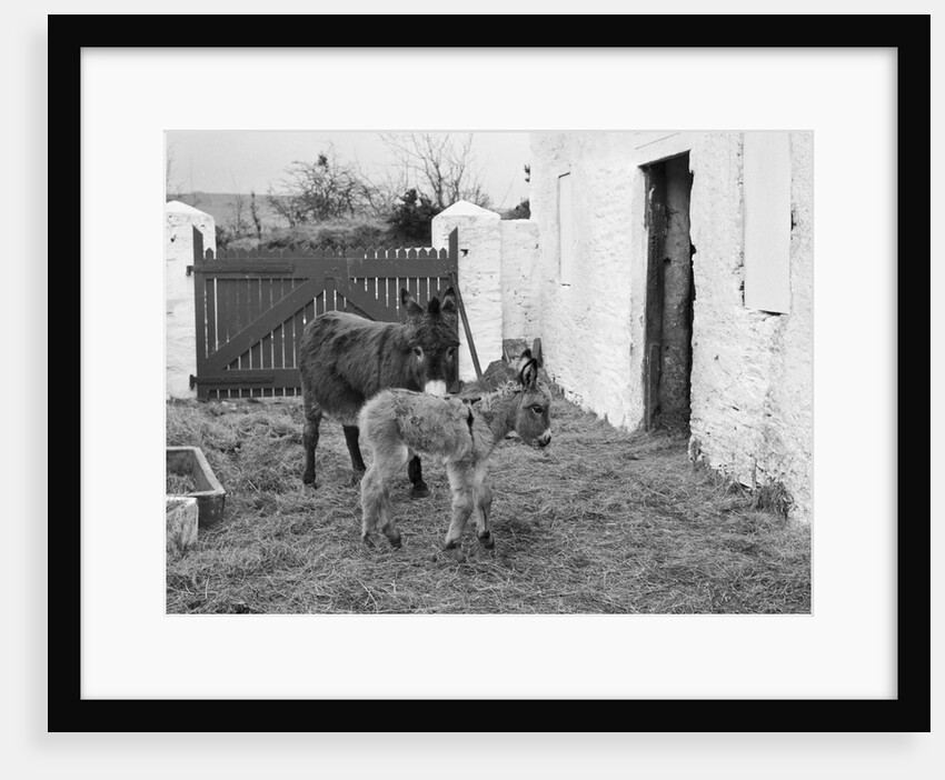 Donkey and foal at Corporation Nurseries, Ballaughton by Manx Press Pictures