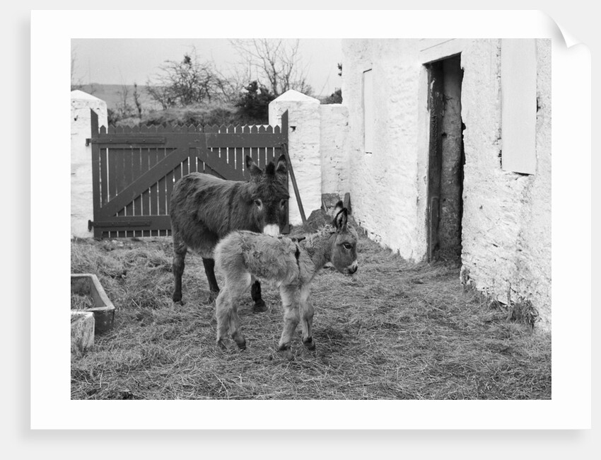 Donkey and foal at Corporation Nurseries, Ballaughton by Manx Press Pictures