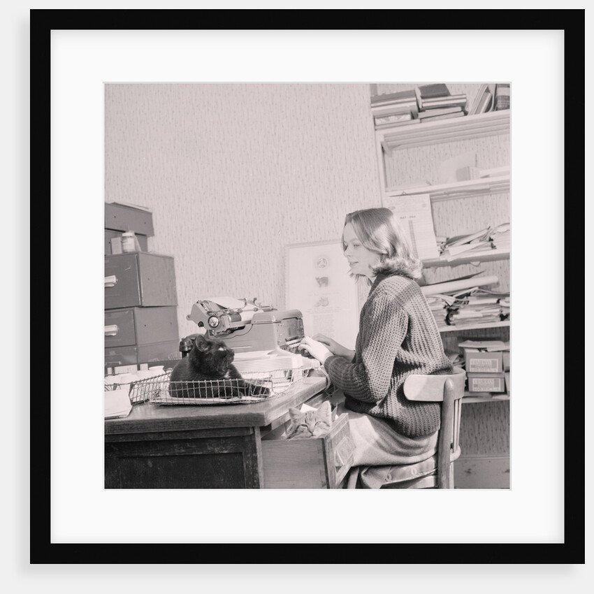 Manx cat goes away', Government Office by Manx Press Pictures