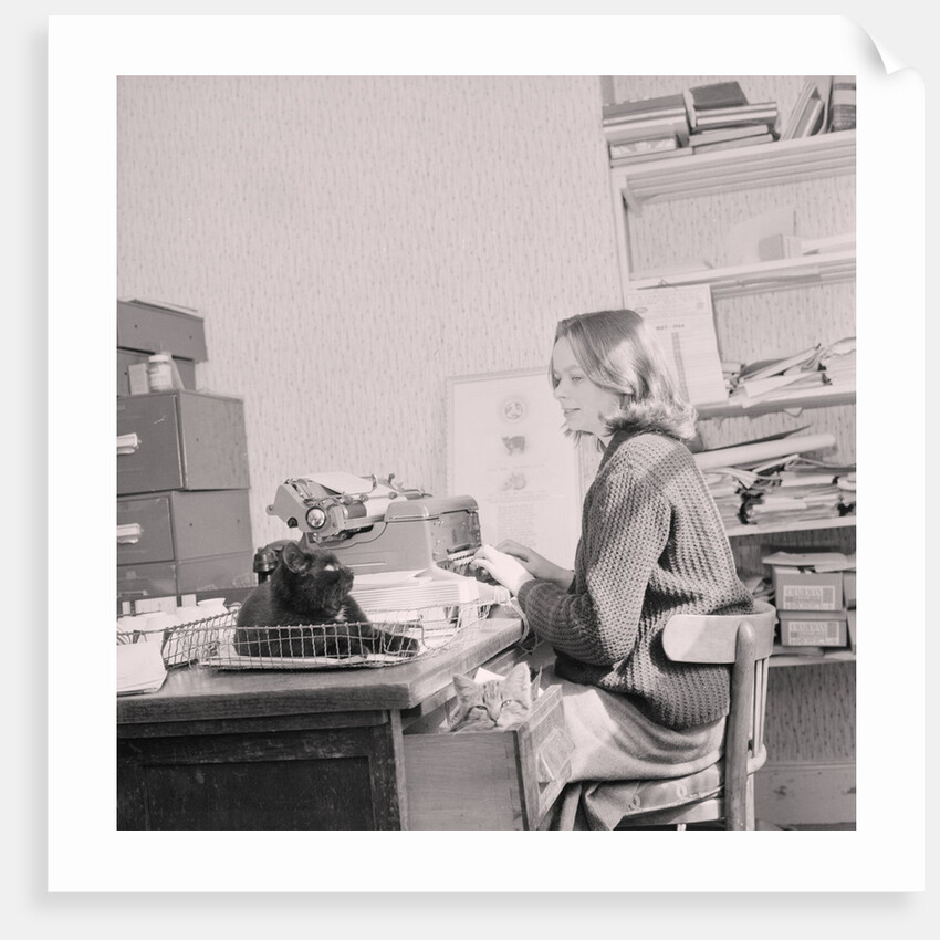 Manx cat goes away', Government Office by Manx Press Pictures