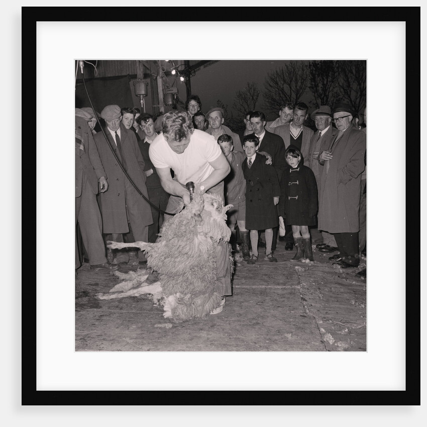 Sheep shearing, Crosby by Manx Press Pictures