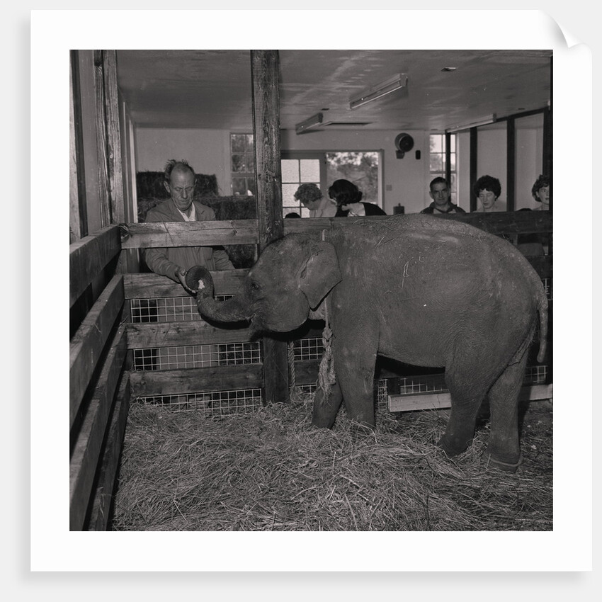 Elephant at Curraghs Wildlife Park by Manx Press Pictures