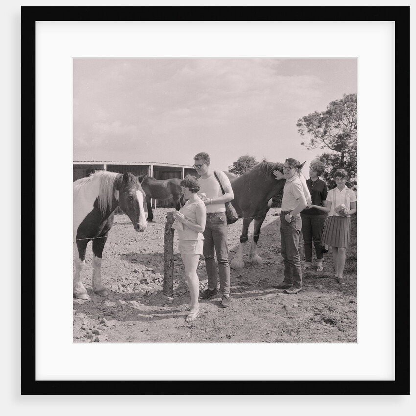 Old Horses Open Day by Manx Press Pictures
