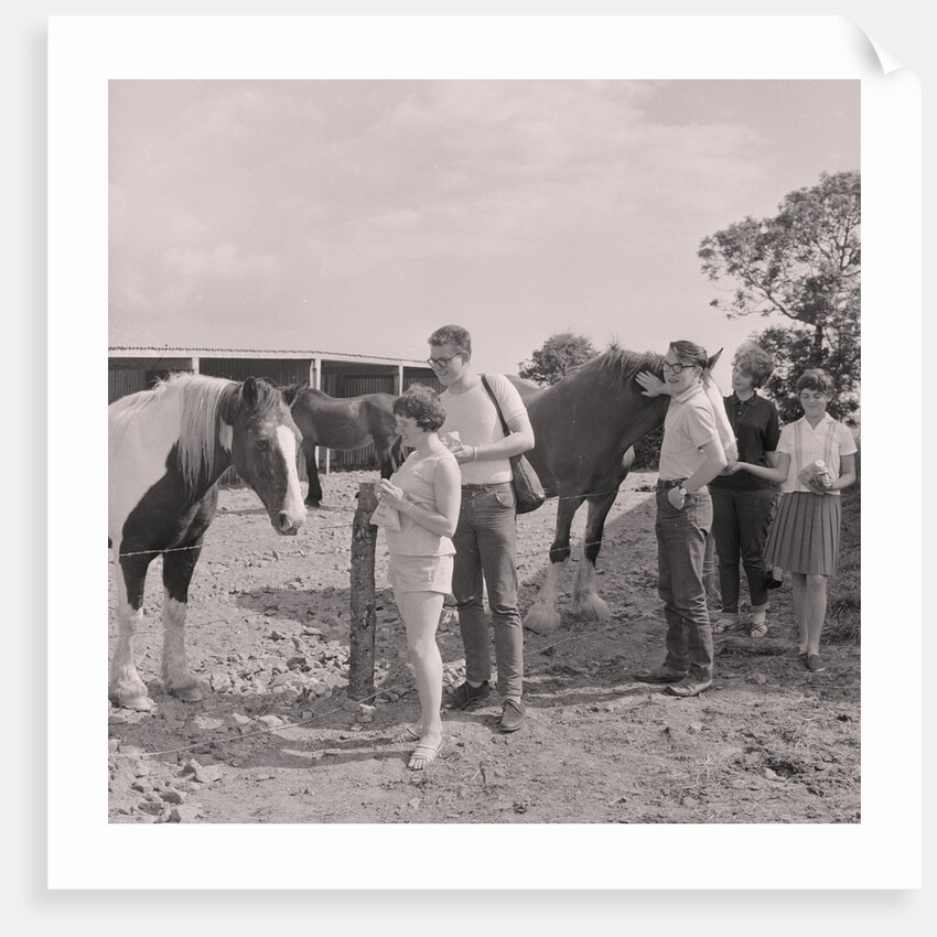 Old Horses Open Day by Manx Press Pictures
