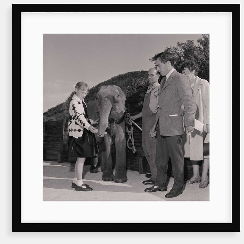 Naming the elephant at Curraghs Wildlife Park by Manx Press Pictures