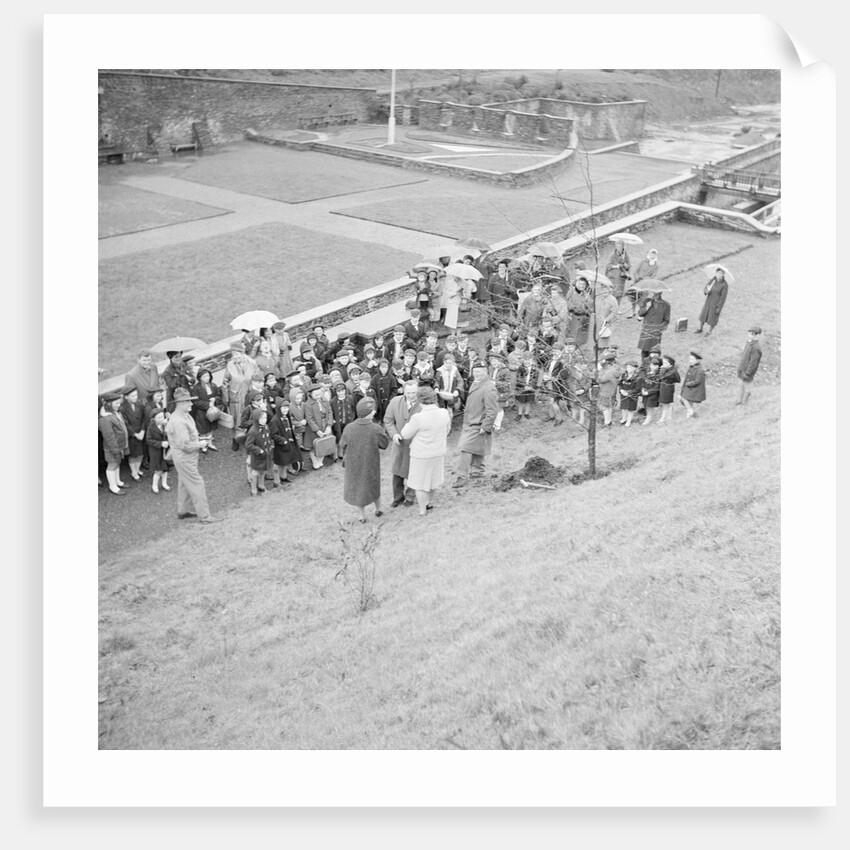 Tree planting, Laxey by Manx Press Pictures