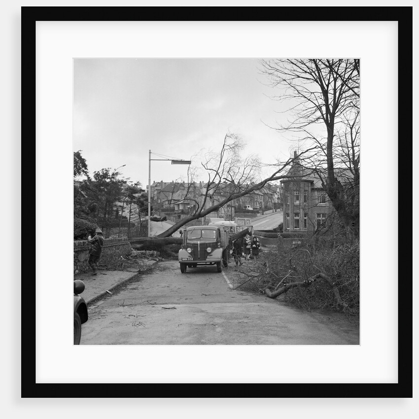 Tree down in storm, Bray Hill, Douglas by Manx Press Pictures