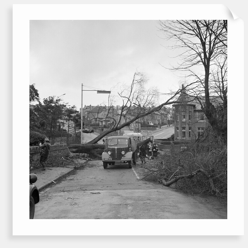 Tree down in storm, Bray Hill, Douglas by Manx Press Pictures
