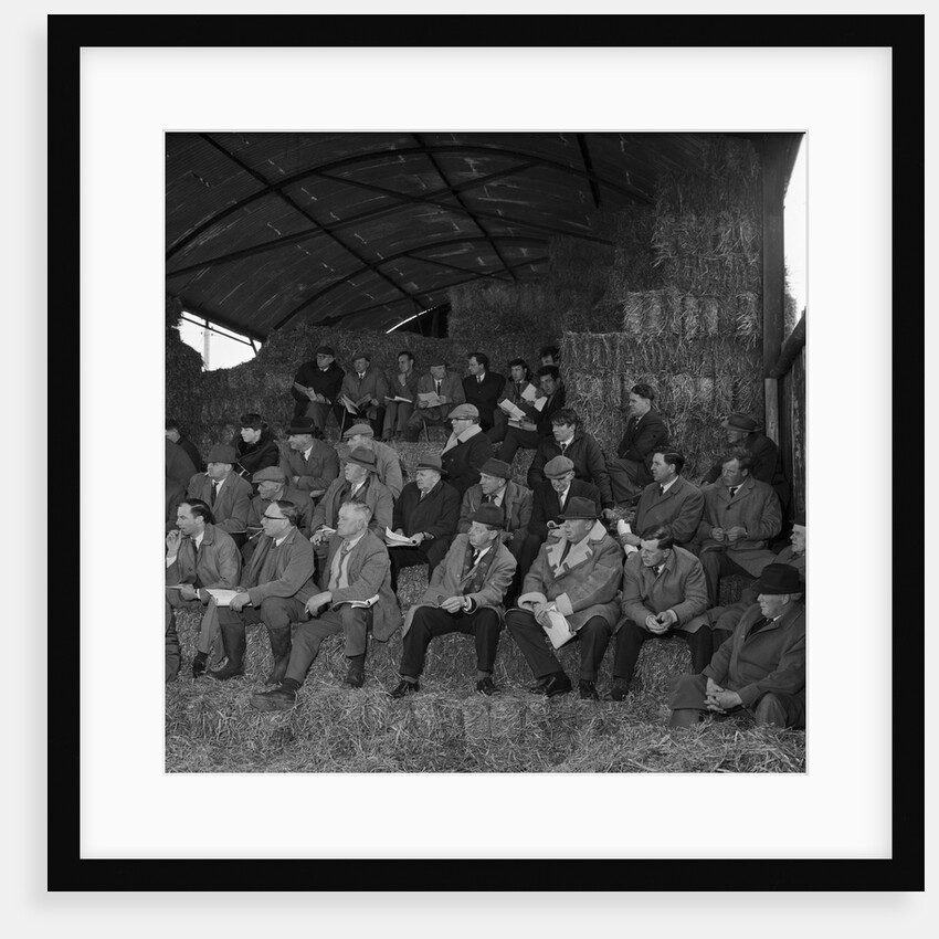 Oatlands Farm shorthorn demonstration, Isle of Man by Manx Press Pictures