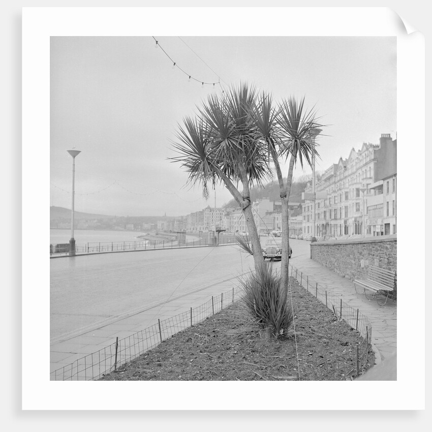 Palm tree at Derby Castle, Douglas by Manx Press Pictures