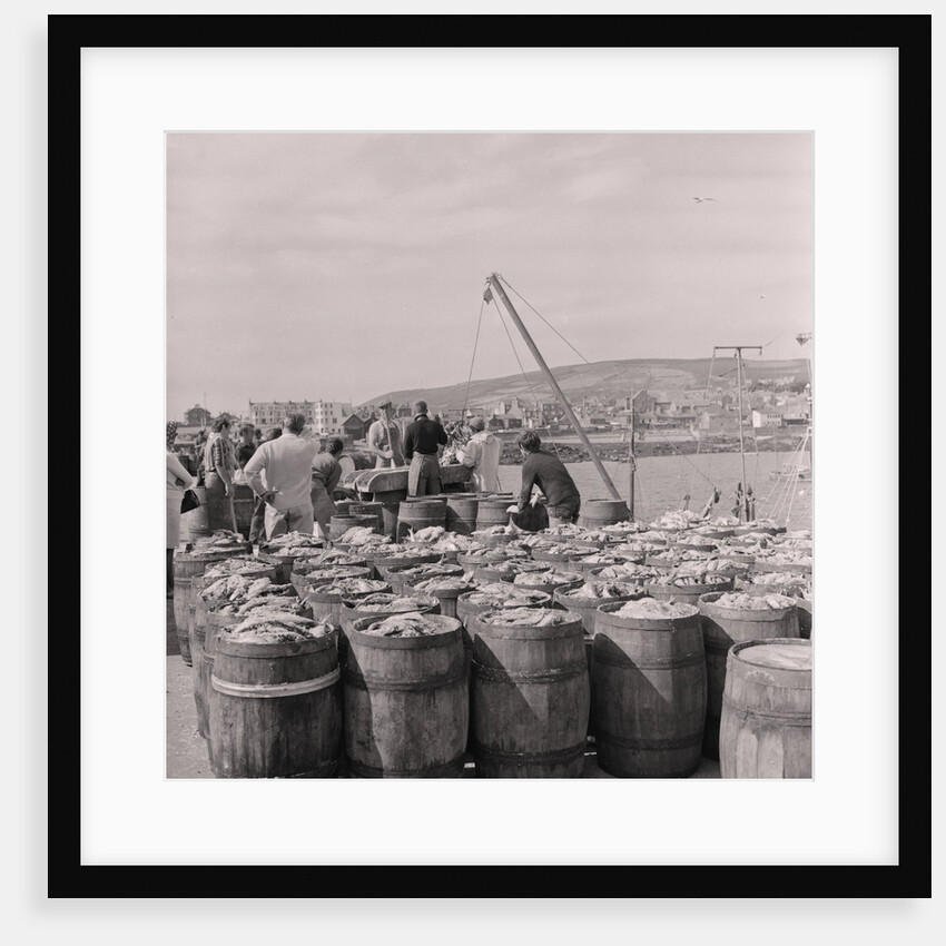 Herring being salted for export by Manx Press Pictures