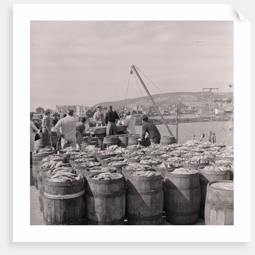 Herring being salted for export by Manx Press Pictures