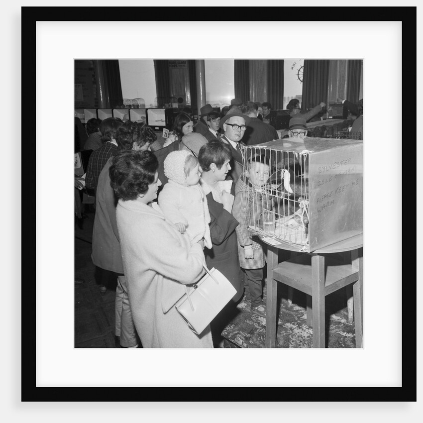 Fur and feather Show, Villiers, Douglas by Manx Press Pictures