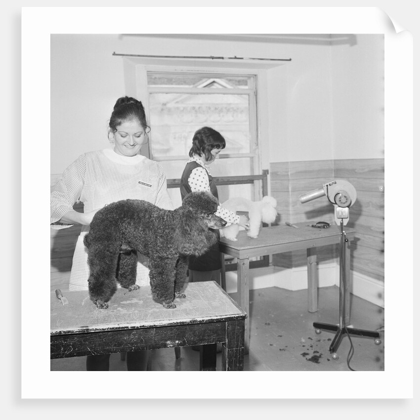 Blacks pet parlour by Manx Press Pictures
