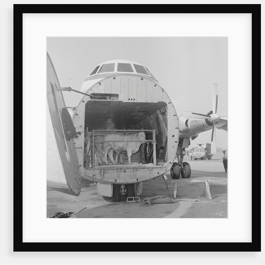 Loading cattle at Ronaldsway Airport by Manx Press Pictures