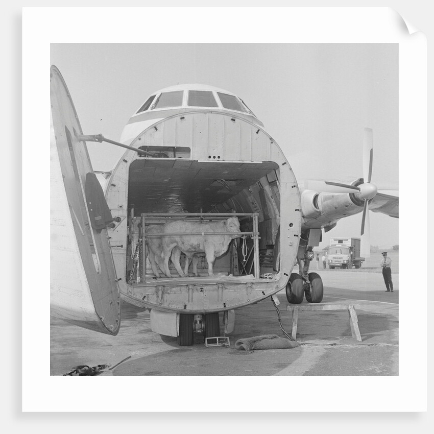 Loading cattle at Ronaldsway Airport by Manx Press Pictures