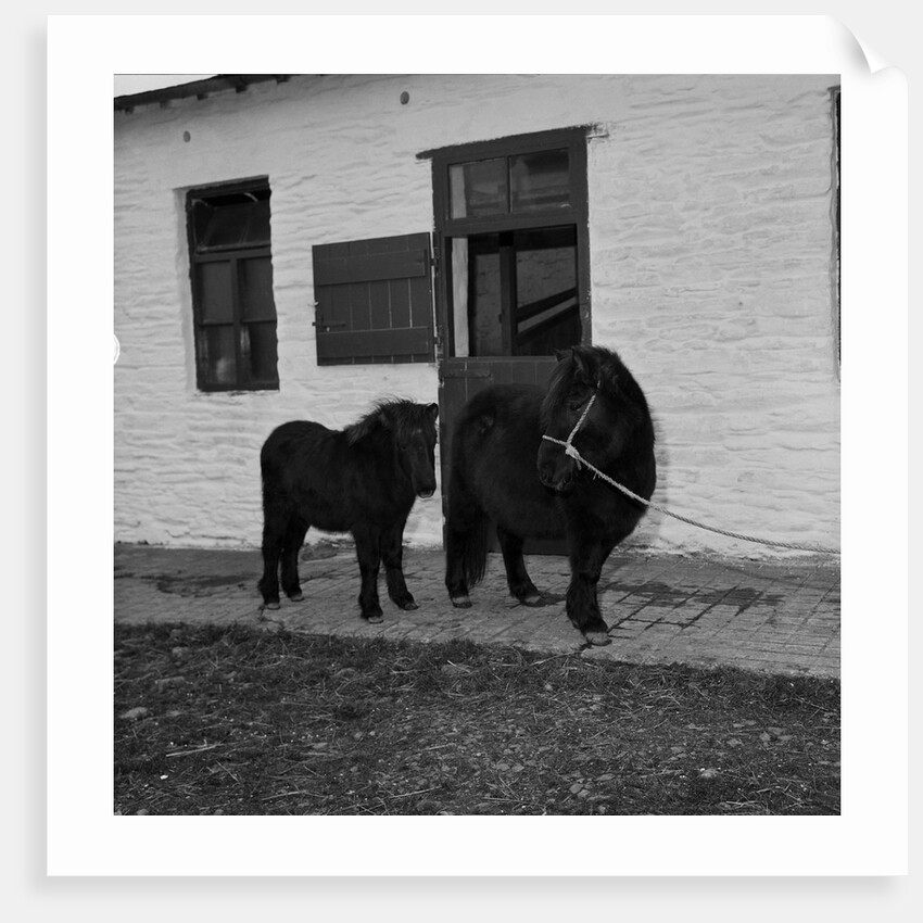 Donkeys at Horses Home, Isle of Man by Manx Press Pictures