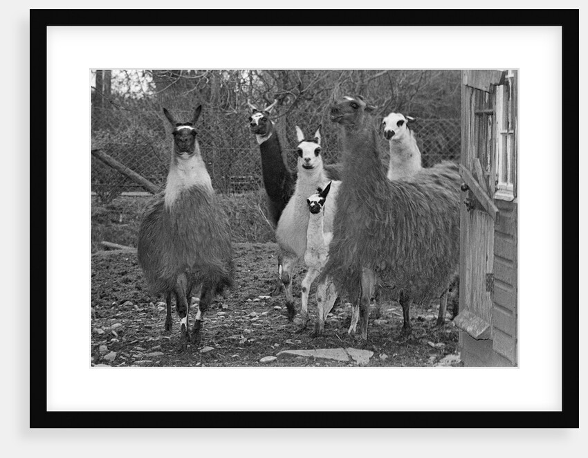 Llamas, Isle of Man Wildlife Park by Manx Press Pictures