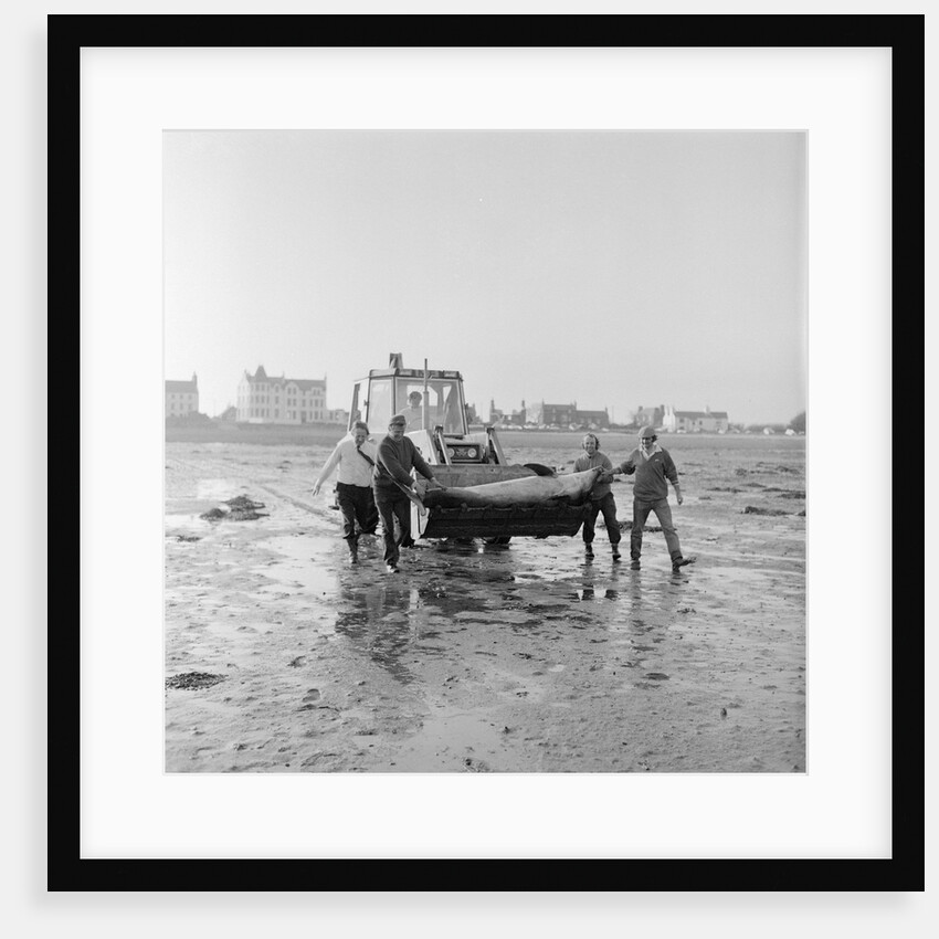 Dolphin rescue, Derbyhaven by Manx Press Pictures