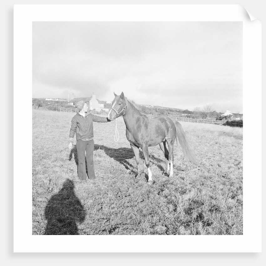 Arab Horses at Laxey and Hillberry by Manx Press Pictures