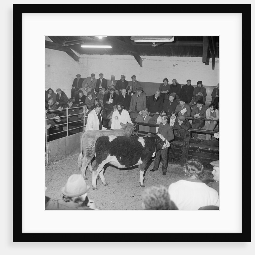 Cattle Show, Ramsey Mart by Manx Press Pictures