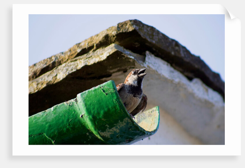 Chirpy chappie by Chris Allen