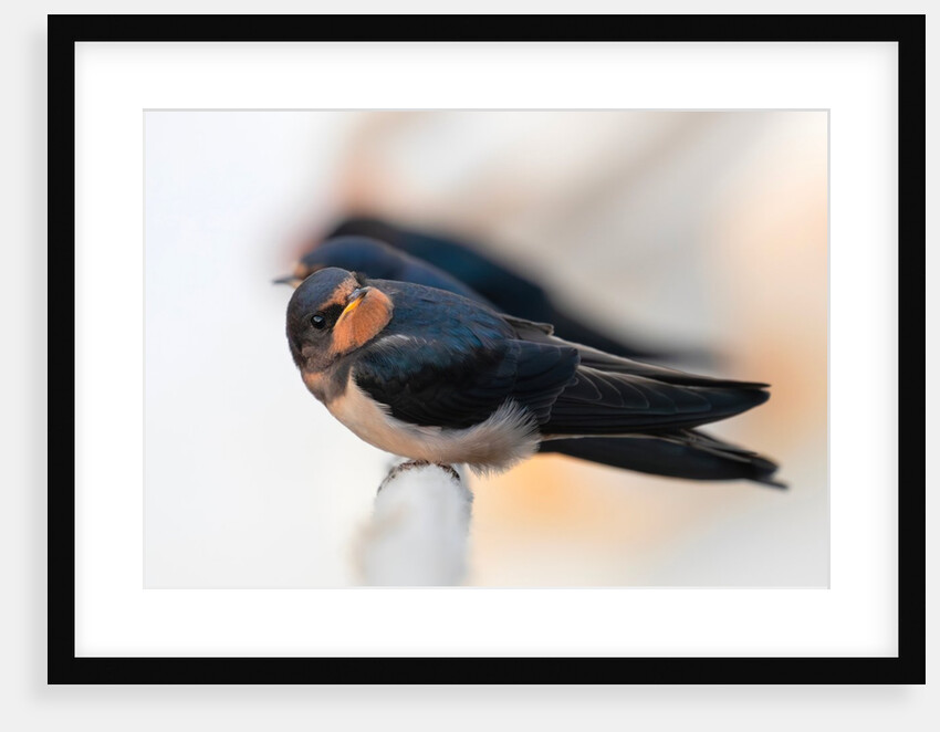Swallows and fishing boats by Paul Quellin