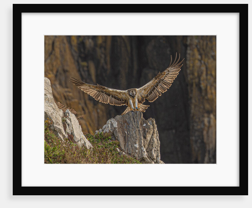 Osprey landing by Pawel Garczynski