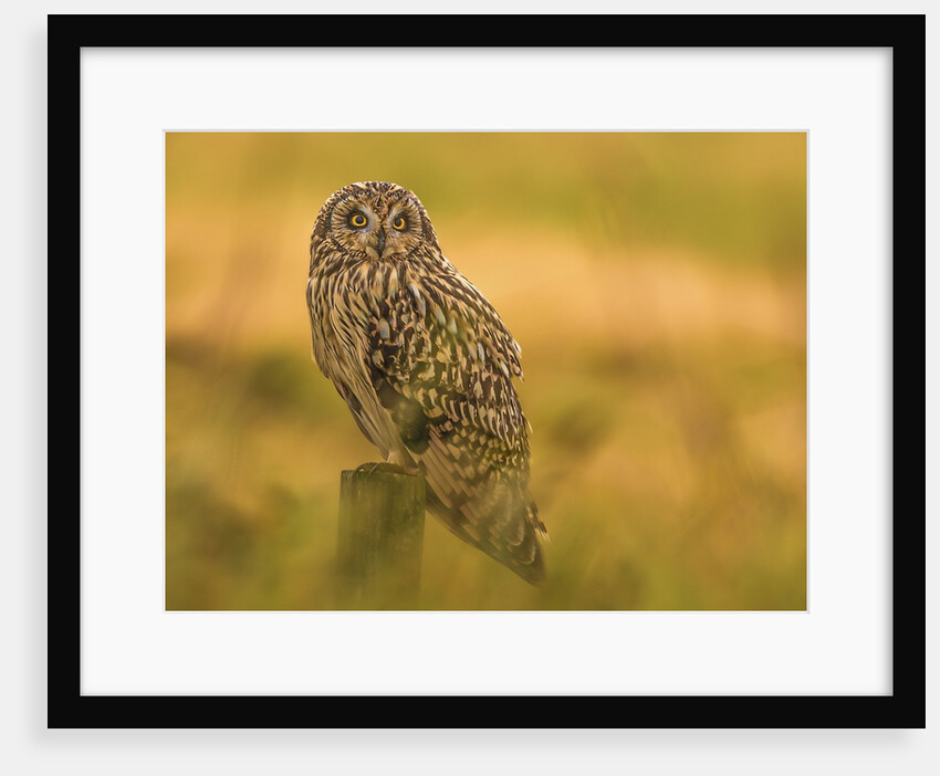 Short-eared Owl resting by Pawel Garczynski