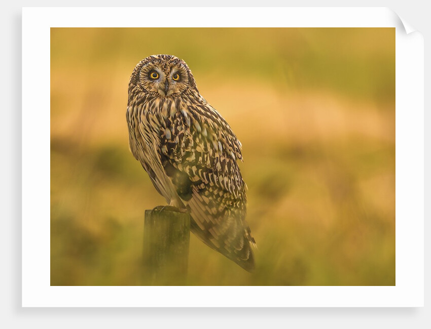 Short-eared Owl resting by Pawel Garczynski
