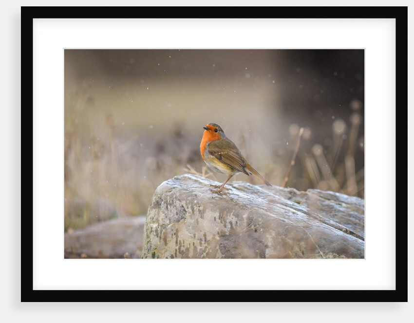 They love to pose by Philip Crowe