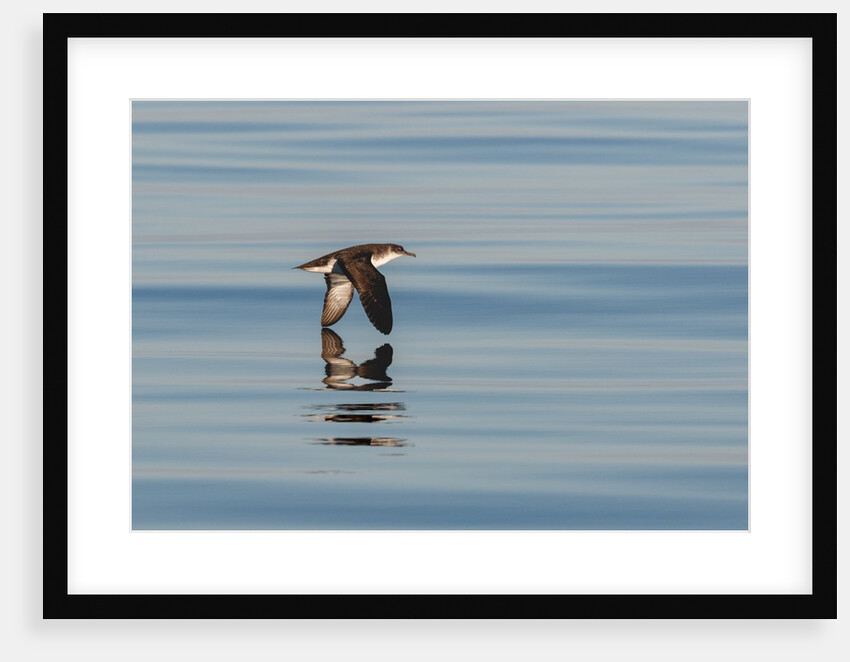 A Manx Shearwater by Lara Howe