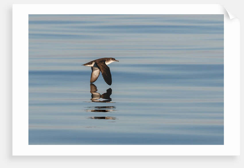 A Manx Shearwater by Lara Howe
