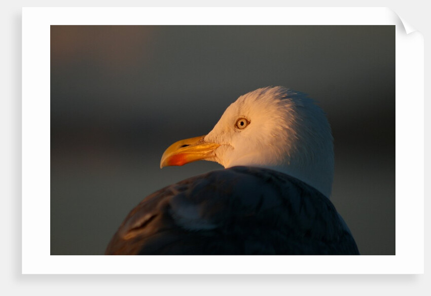 Herring Gull (Larus argentatus), Peel Breakwater by Shely Bryan