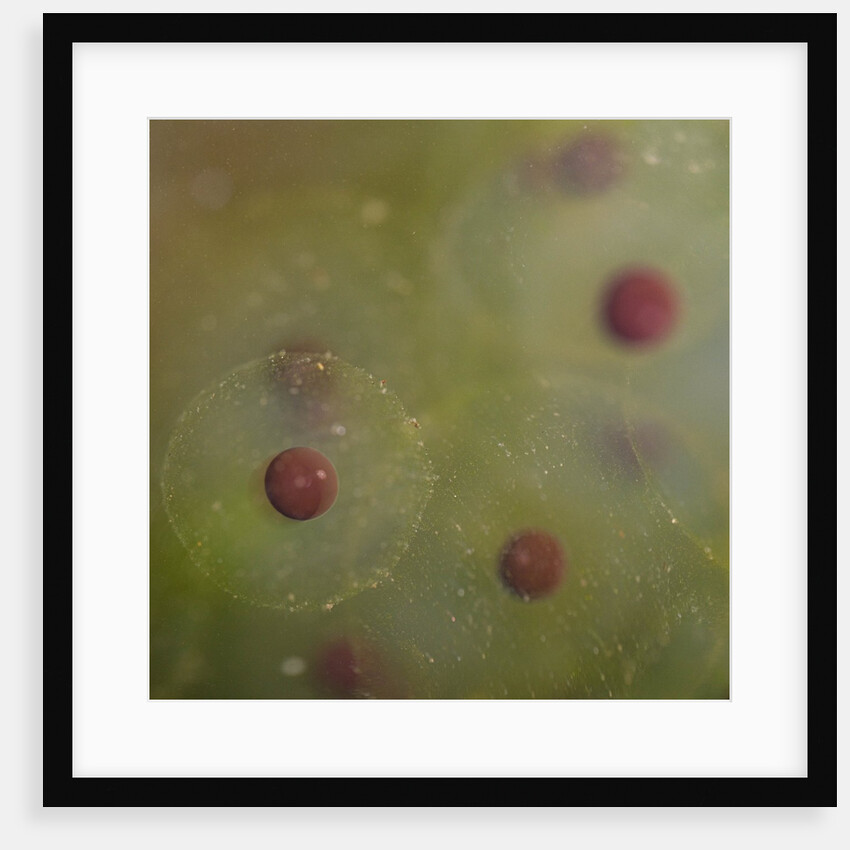 Frog spawn by Chris Hunt