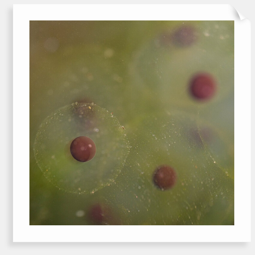 Frog spawn by Chris Hunt