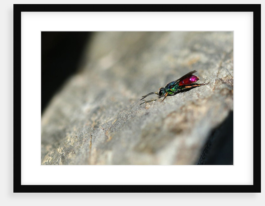 Ruby-tailed Wasp by Chris Kilpatrick