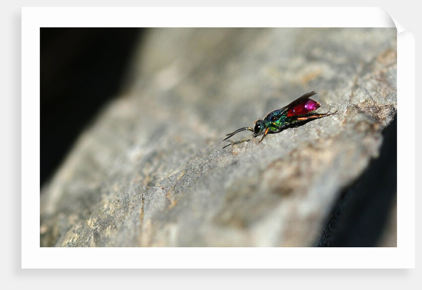 Ruby-tailed Wasp by Chris Kilpatrick