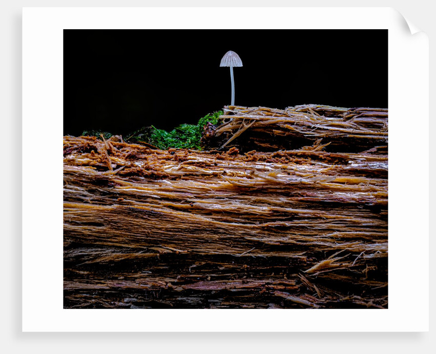 Life after death by Dave Salter