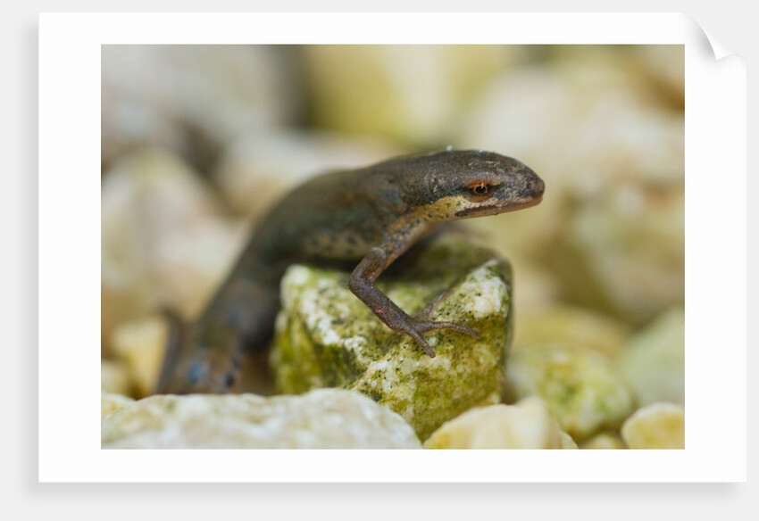 Palmate Newt by Jiri Podobsky