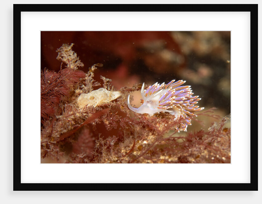 A showy sea slug by Lara Howe