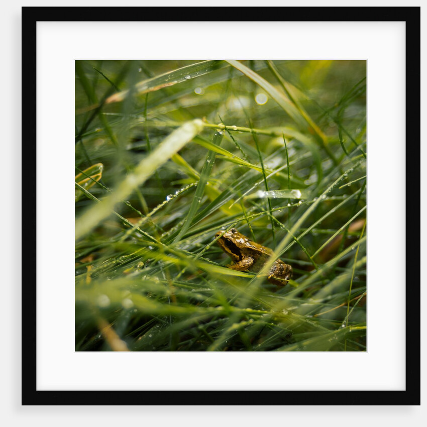 The Frog in the grass by Lewis Withington