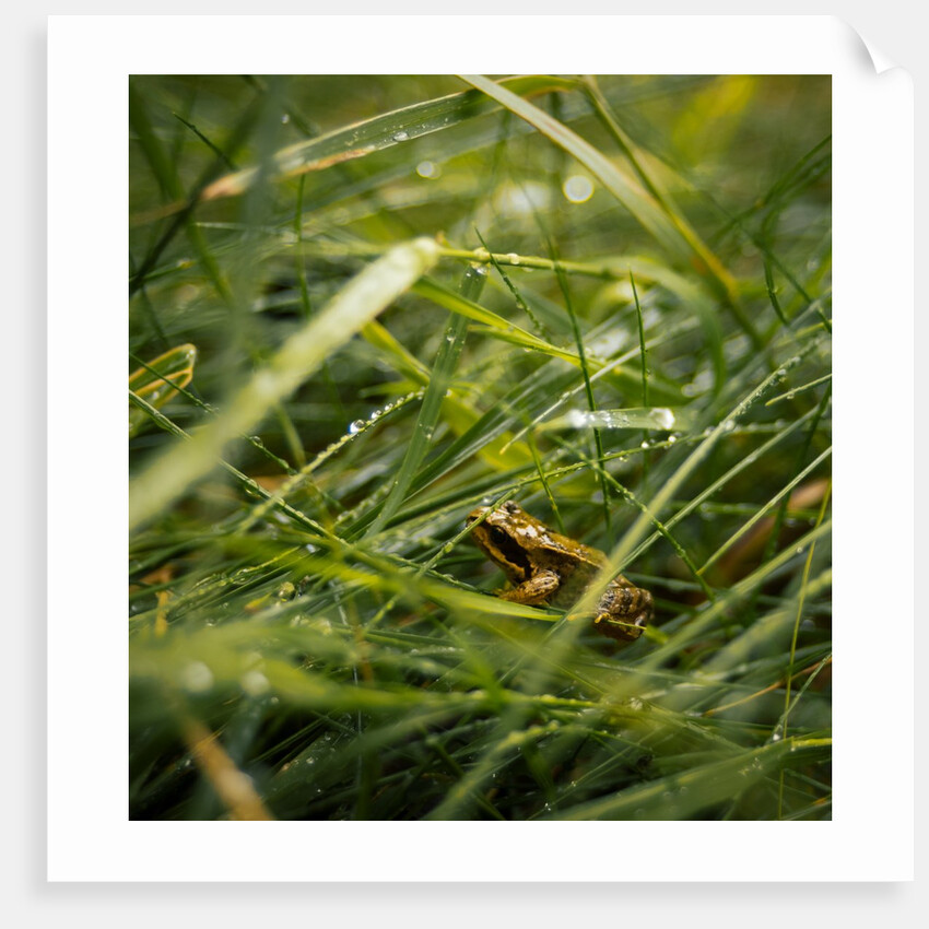The Frog in the grass by Lewis Withington