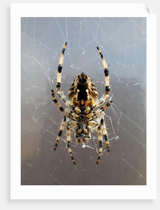 Orb Weaver, Brandywell Marshall’s Hut by Molly Kennedy