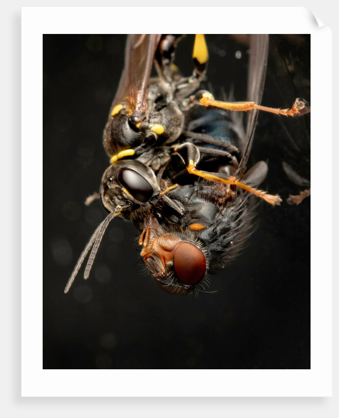 Kiss of death by Paul Quellin