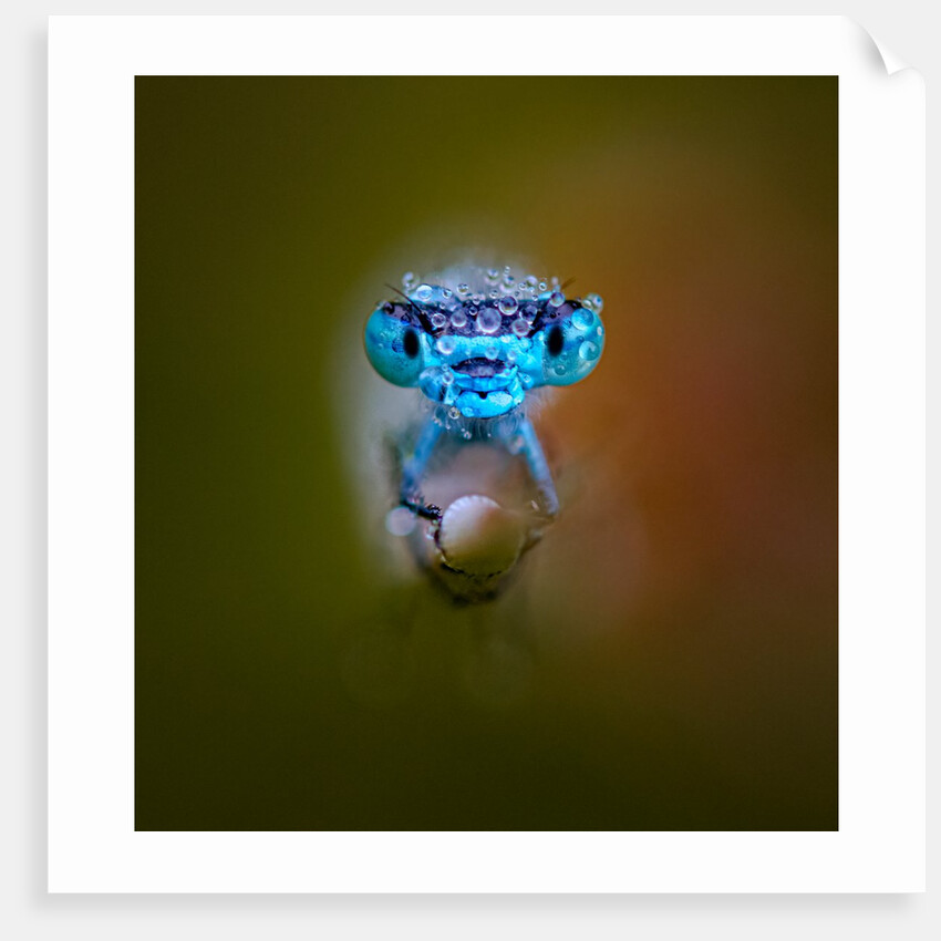 Damp damsel by Dave Salter